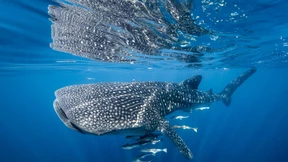 Giganten der Weltmeere