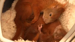 Eichhörnchen in Not