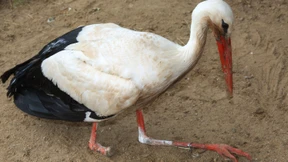 Einbeinige Storchendame Mathilda ist tot