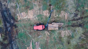 Wälder werden zunehmend abgeholzt