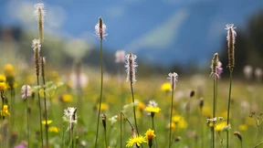 Die Duftsprache der Pflanzen in Gefahr