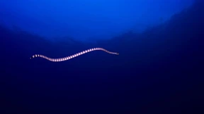 Wie Seeschlangen unter Wasser atmen