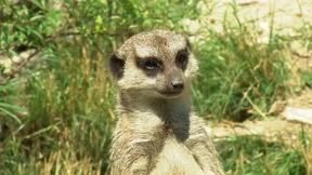 So werden Zootiere mit der Hitze fertig