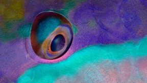 Die Inseln der kommenden Tage