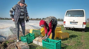 Spärliche Spargelernte