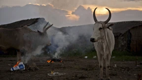 500 Kühe für eine Braut