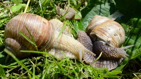 Wachstum im Schneckentempo ist in