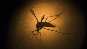 Wird die Zika-Epidemie zum globalen Notfall?