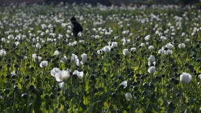 Opium-Anbau seit Putsch deutlich gestiegen