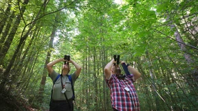 Deutscher Wald, deine Bäume sind gezählt