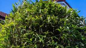 Wie hoch darf eine Hecke sein?