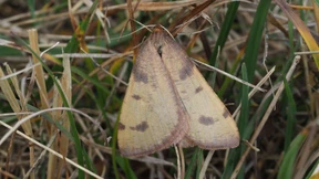 86 Jahre verschollene Schmetterlingsart wiederentdeckt