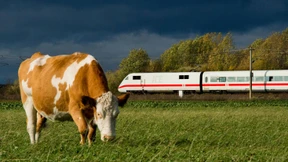 Ausgebüxte Kühe lösen Zug-Chaos aus