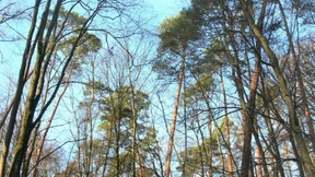 Frankfurts größtes Kapital