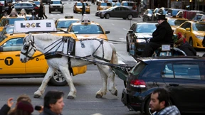 Das Pferde-Politikum von New York 