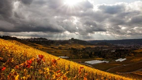 Der milde Martini-Sommer