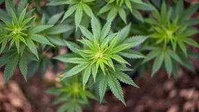 Der „Green Rush“ lässt auf sich warten