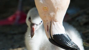 Zoo stellt flauschige Flamingo-Küken vor 