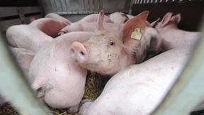 Kreuzkontamination nicht ausgeschlossen