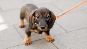 Im Dialog mit dem Dackel