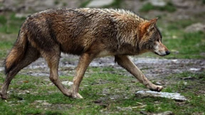 Wolf läuft von Niedersachsen bis nach Nordspanien