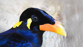 Beo ist Zootier des Jahres 2020