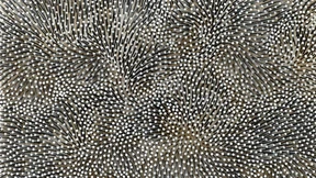 Auf einem Feld voller Nägel