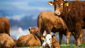 Das große Geld sitzt wieder lockerer