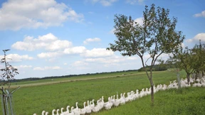 Bundestag sucht Bauer