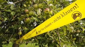 Bauern leiden unter Obstklau