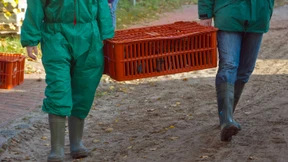 Schreckgespenst Vogelgrippe  