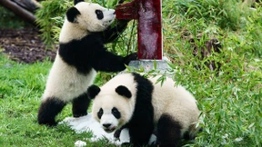 Pandas Pit und Paule feiern ersten Geburtstag
