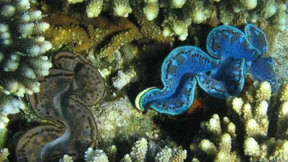 Die Riesen schrumpfen