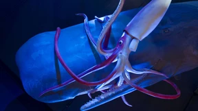 Der Kalmar ist gar kein Riese