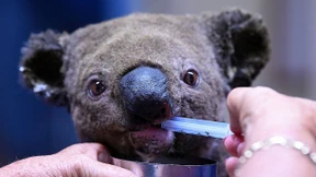 Aus dem Feuer gerettet