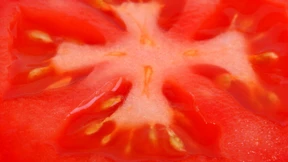 Die Tomate als solche