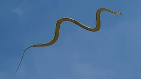 Akrobaten in luftiger Höhe 