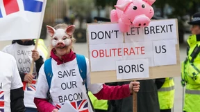 Britische Bauern keulen Hunderte Schweine