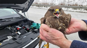 Greifvogel überlebt Kollision auf Autobahn