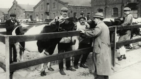 Unhaltbare Zustände auf dem Berliner Viehmarkt