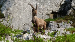 Hilfe aus der Schweiz