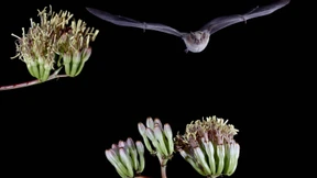 Lieber eine Flugreise statt Winterschlaf