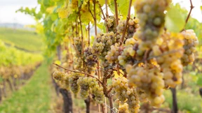 Schafft die Spätlese ab!