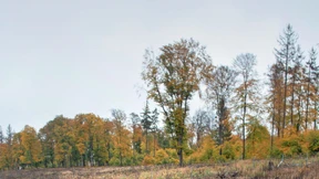 Schwarz-Rot will Abschied vom Ökosiegel FSC