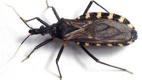 Chagas-Wanzen auch in Europa?