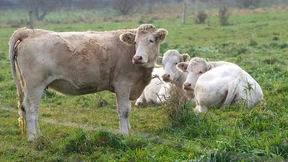 „Kühe sind gefährlicher als Autos“