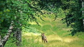 Zwischen Wald und Konferenztisch