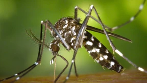 Asiatische Tigermücke überwintert in Deutschland