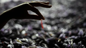 Das Glück des Safrans