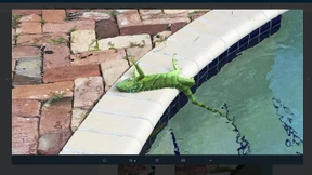 In Florida regnet es Leguane